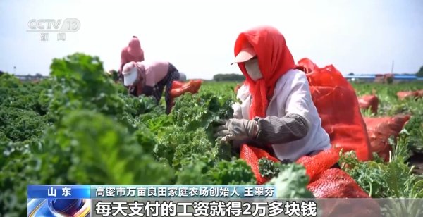 优配货主 一杯奶茶如何重塑万亩良田？解码中国奶茶“地域密码”