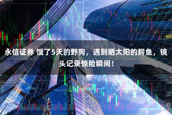 永信证券 饿了5天的野狗，遇到晒太阳的鳄鱼，镜头记录惊险瞬间！